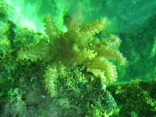 tảo xoắn Nhật Bản Spirulina 2200 viên-1
